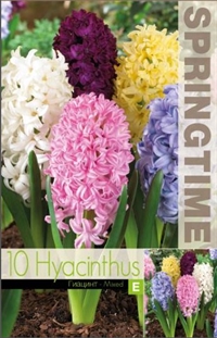 Hyacint mix 10 løg 